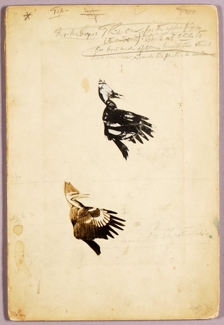 2 Rush-kynät, opintokansio kirjaa varten Concealing Coloration in the Animal Kingdom varten tekijältä Abbott Handerson Thayer