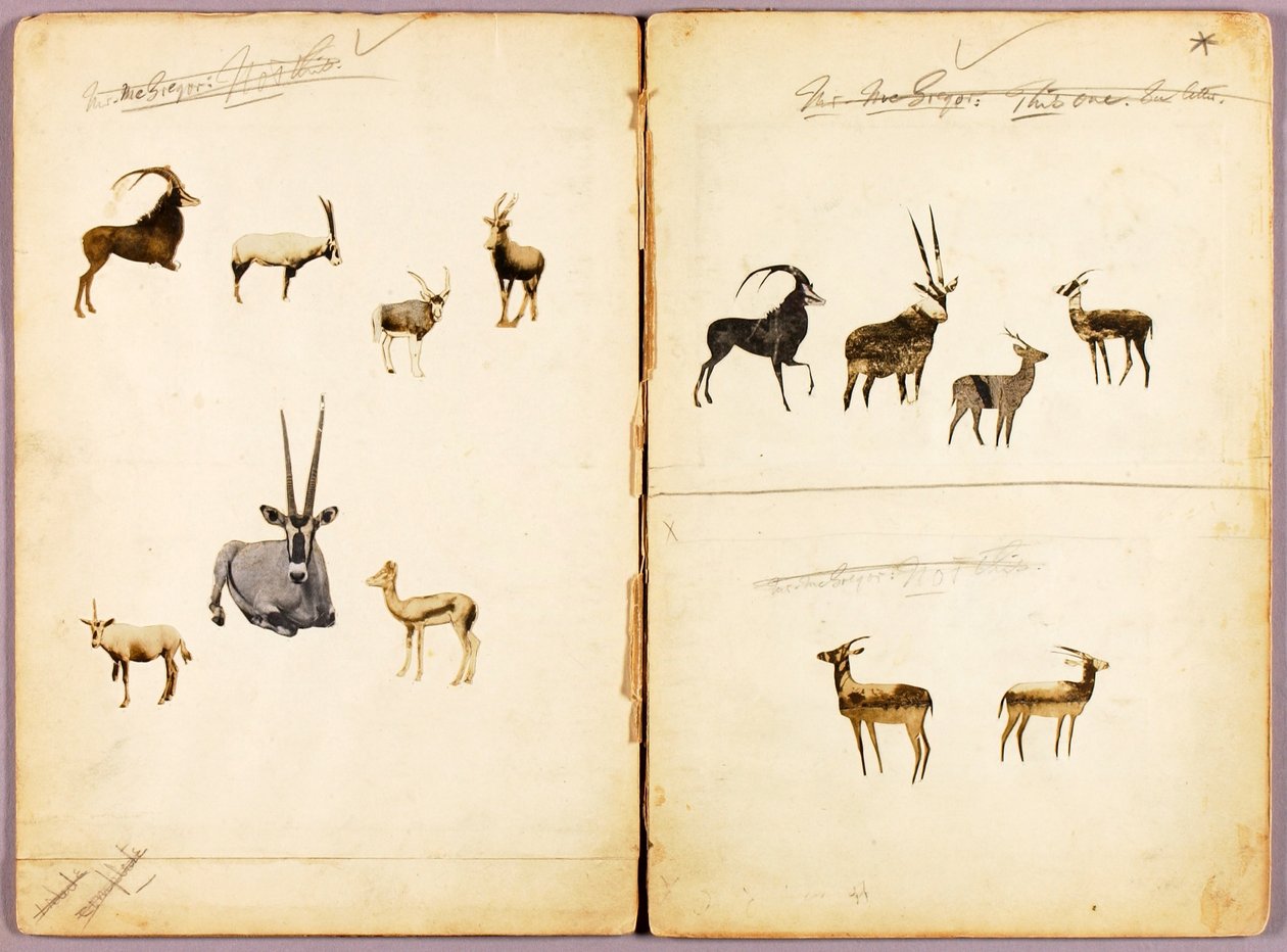 Antiloopit, opintokansio kirjaa varten Concealing Coloration in the Animal Kingdom varten tekijältä Abbott Handerson Thayer