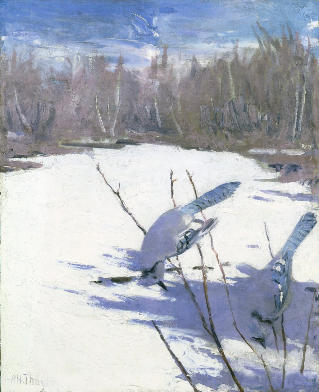 Blue Jays in Winter, tutkimus kirjaa varten Concealing Coloration in the Animal Kingdom varten. tekijältä Abbott Handerson Thayer