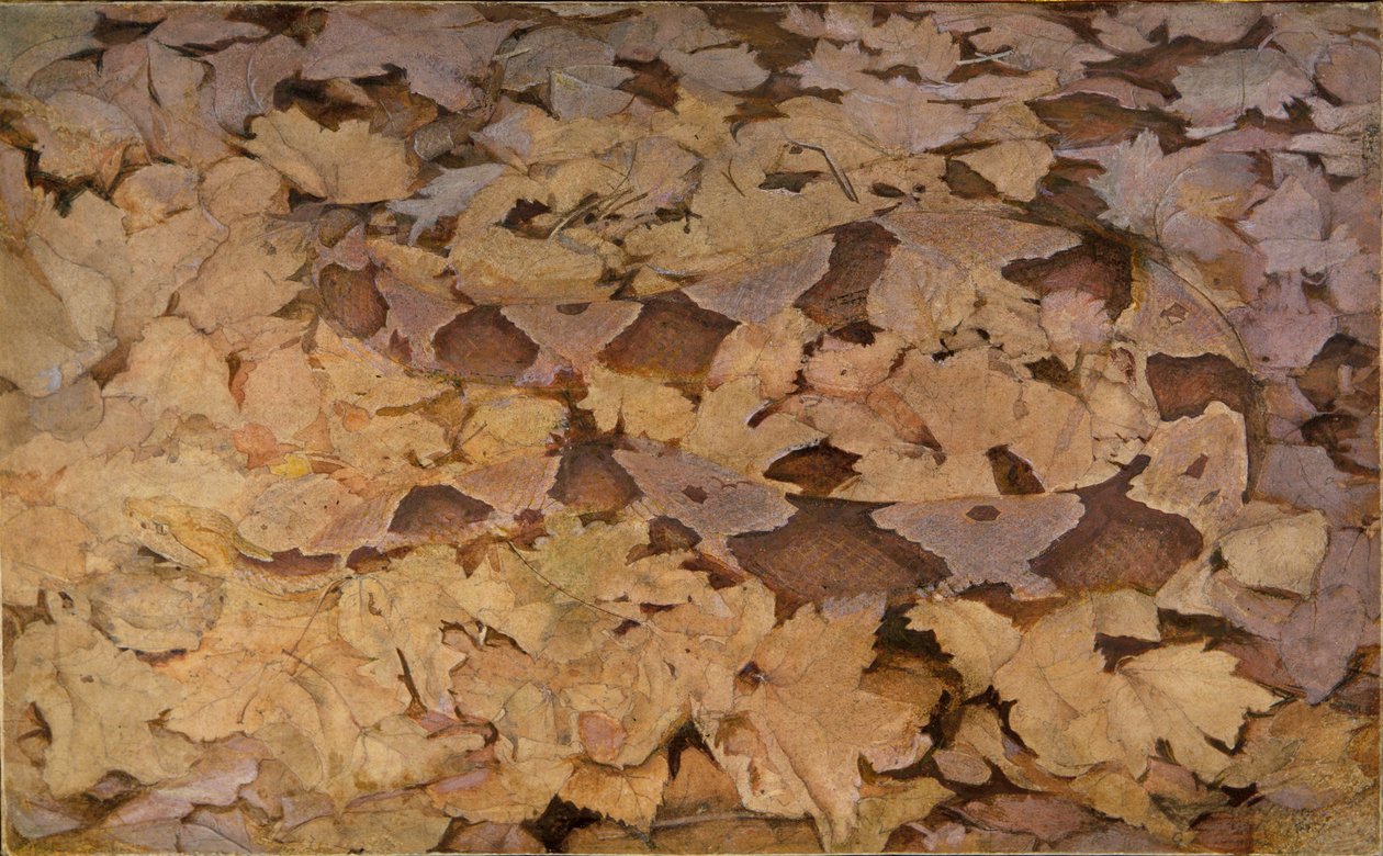 Copperhead Snake on Dead Leaves, tutkimus kirjaa varten Concealing Coloration in the Animal Kingdom varten. tekijältä Abbott Handerson Thayer