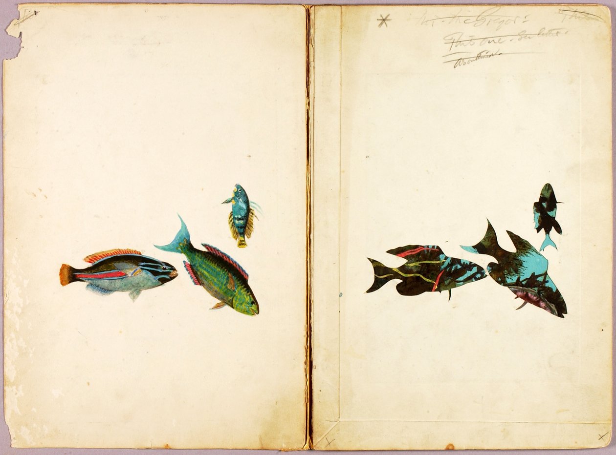 KALA, tutkielmakansio kirjaa Concealing Coloration in the Animal Kingdom varten tekijältä Abbott Handerson Thayer