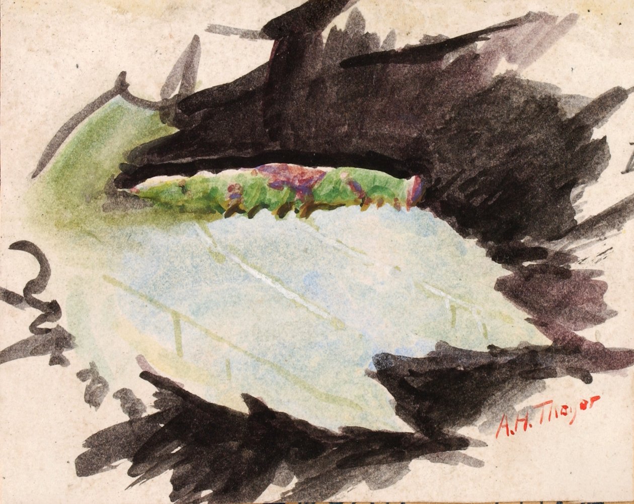 Heterocampa Biundata, Walker, tutkimus kirjaan Concealing Coloration in the Animal Kingdom, n.d. tekijältä Abbott Handerson Thayer