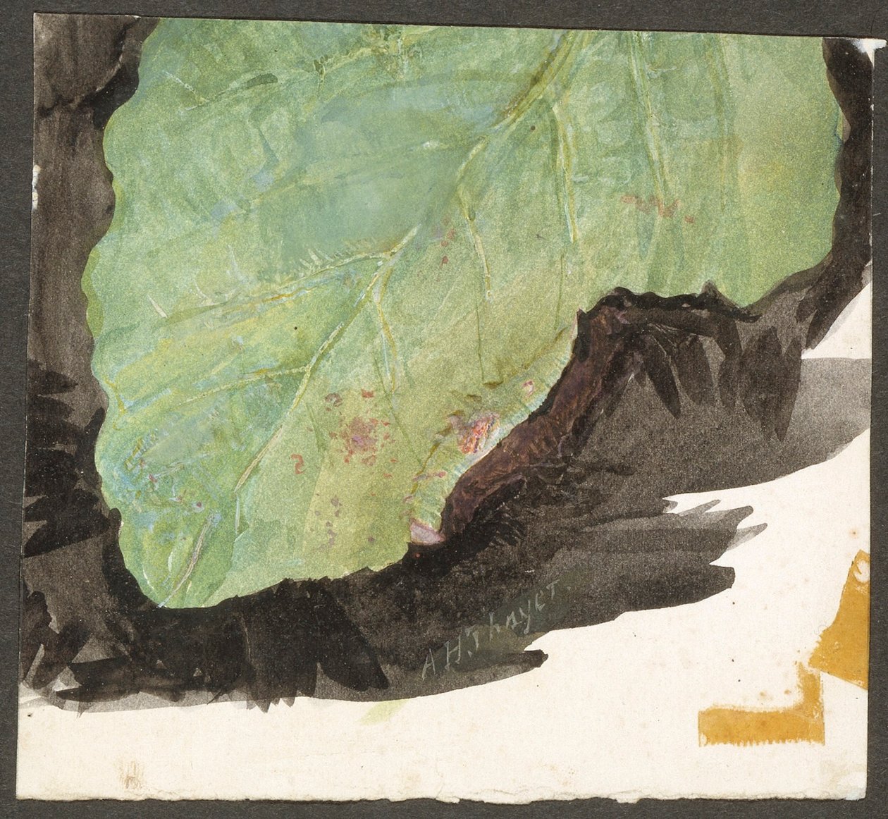 Heterocampa Biundata, Walker, tutkimus kirjaa Concealing Coloration in the Animal Kingdom varten tekijältä Abbott Handerson Thayer