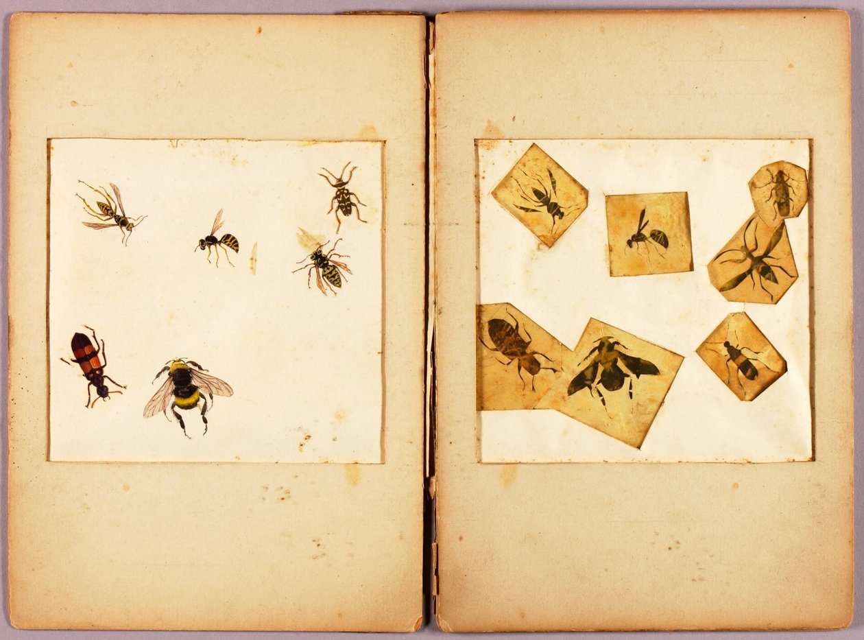INSEKTEN--Farbig (Beste Hummeln...), Studienmappe für das Buch Concealing Coloration in the Animal Kingdom tekijältä Abbott Handerson Thayer