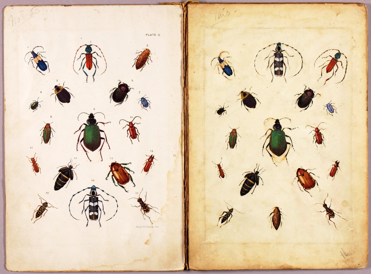 HYÖNTEISET – Värikkäät kovakuoriaiset, maisema, opiskeluaineisto kirjaan *Concealing Coloration in the Animal Kingdom* tekijältä Abbott Handerson Thayer