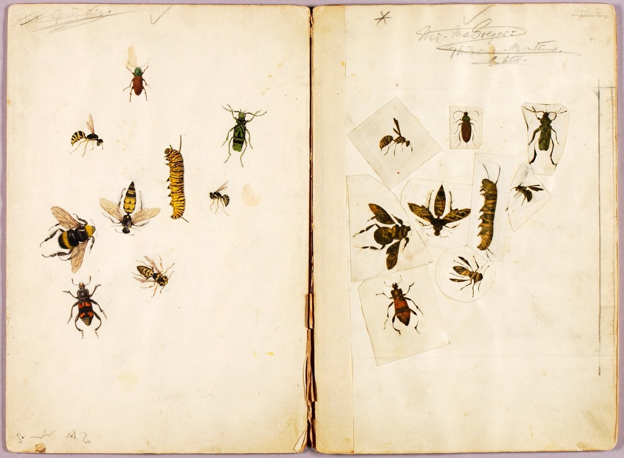 Hyönteisiä, väritettyjä, tutkielmakansio kirjaa "Concealing Coloration in the Animal Kingdom" varten tekijältä Abbott Handerson Thayer