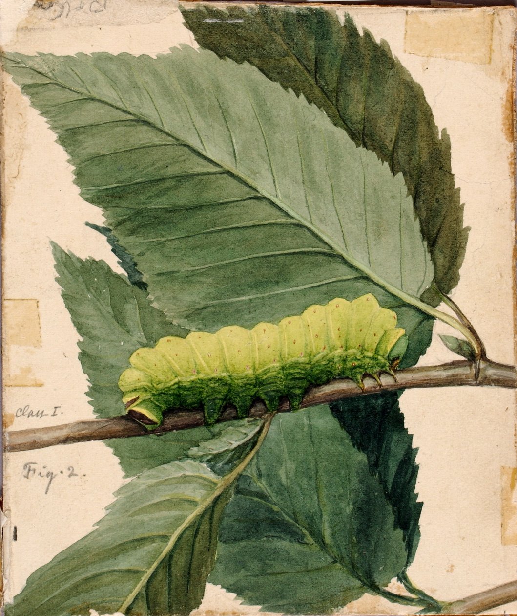 Lunar Caterpillar, opinnäytetyö kirjaa varten Concealing Coloration in the Animal Kingdom varten. tekijältä Abbott Handerson Thayer