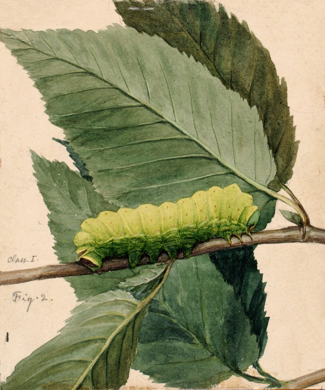 Lunar Caterpillar, tutkimus kirjaan Concealing Coloration in the Animal Kingdom, n.d. tekijältä Abbott Handerson Thayer