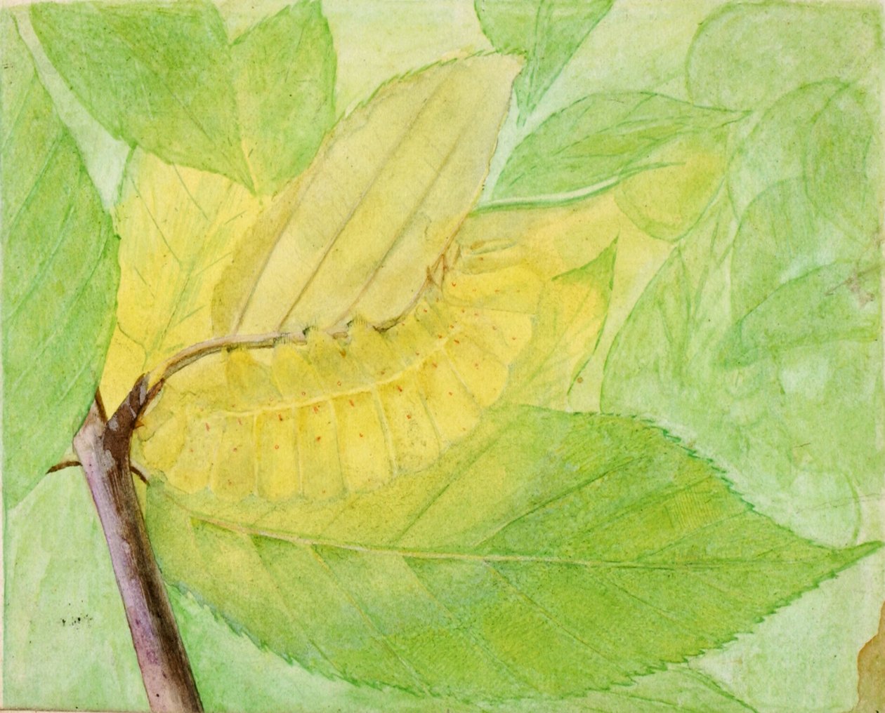 Lunar Caterpillar, tutkimus kirjaan Concealing Coloration in the Animal Kingdom, n.d. tekijältä Abbott Handerson Thayer