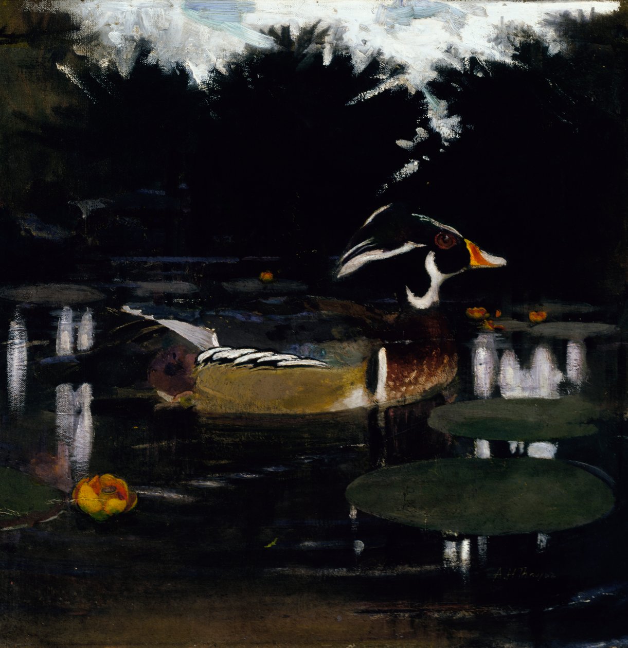 Urospuolinen ankka metsäaltaassa, tutkimus kirjaan Concealing Coloration in the Animal Kingdom, c1905-1 tekijältä Abbott Handerson Thayer