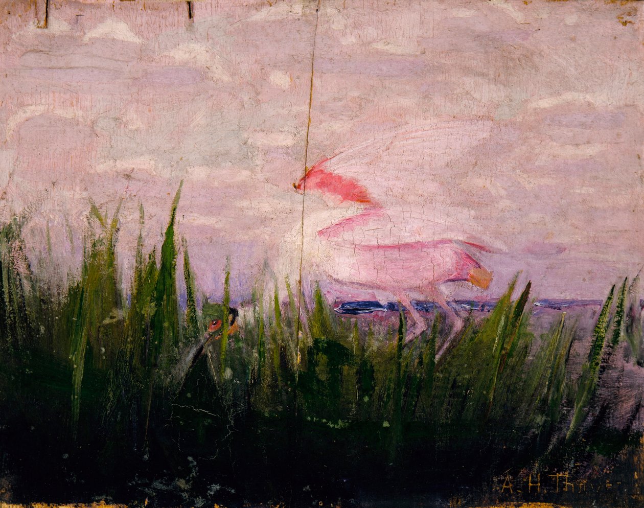 Roseate Spoonbill, tutkimus kirjaa Concealing Coloration in the Animal Kingdom varten tekijältä Abbott Handerson Thayer