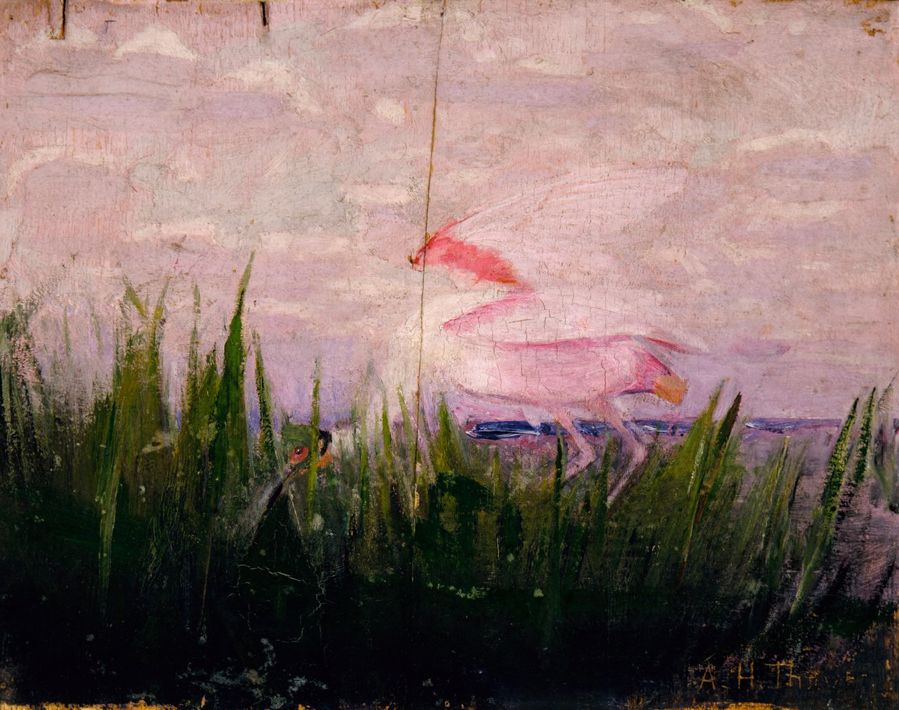 Roseate Spoonbill, tutkimus kirjaan Concealing Coloration in the Animal Kingdom, n. 1905-1909. tekijältä Abbott Handerson Thayer