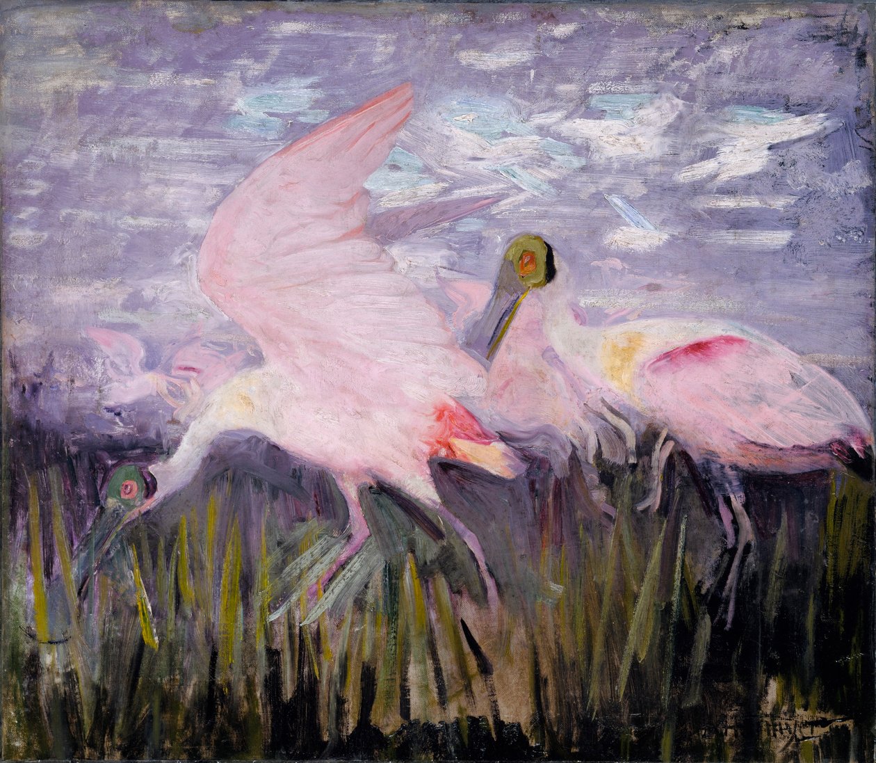Roseate Spoonbills, tutkimus kirjaa Concealing Coloration in the Animal Kingdom varten tekijältä Abbott Handerson Thayer