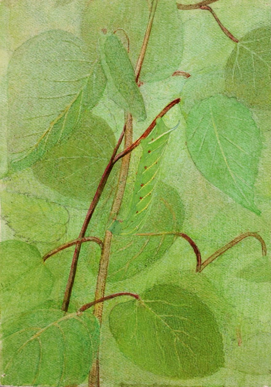 Sphinx Caterpillar, estudi per al llibre Concealing Coloration in the Animal Kingdom, n.d. finlandès tekijältä Abbott Handerson Thayer
