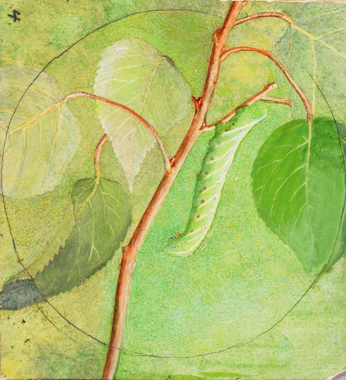 Sphinx Caterpillar, tutkimus kirjaan Concealing Coloration in the Animal Kingdom, n.d. tekijältä Abbott Handerson Thayer