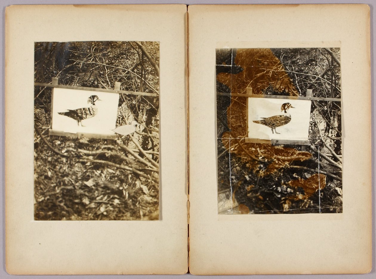 Stencil Ducks, opintokansio kirjaa Concealing Coloration in the Animal Kingdom varten. tekijältä Abbott Handerson Thayer