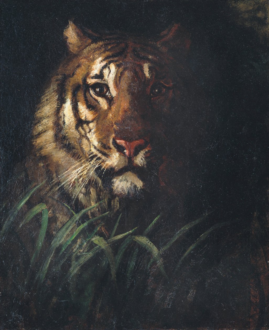 Tiikerin pää, n. 1874. tekijältä Abbott Handerson Thayer
