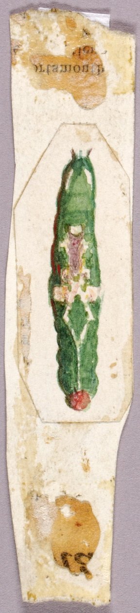White Birch Leaf Edge Caterpillar, tutkimus kirjaan Concealing Coloration in the Animal Kingdom. tekijältä Abbott Handerson Thayer