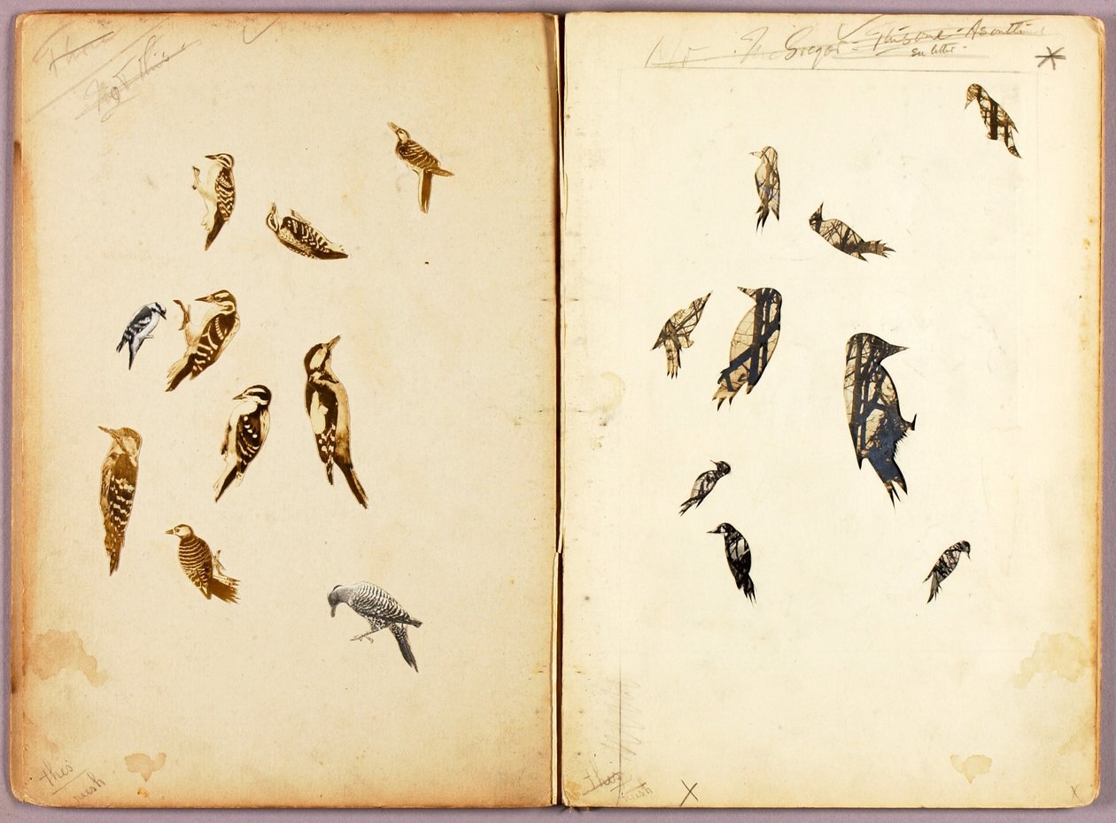 Tikka, tutkimuskansio kirjaa "Concealing Coloration in the Animal Kingdom" varten tekijältä Abbott Handerson Thayer