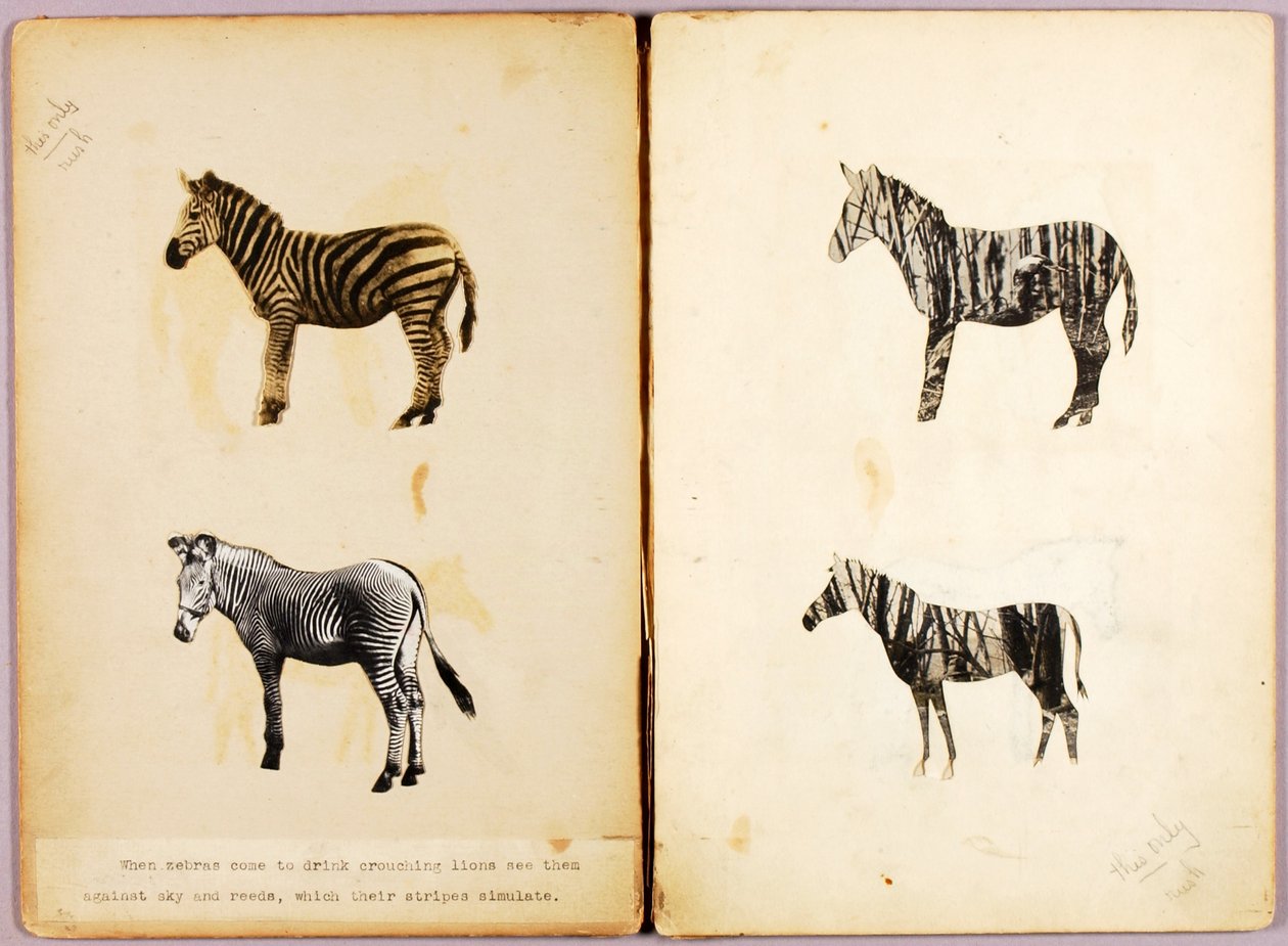Seeprat, opintokansio kirjaa varten Concealing Coloration in the Animal Kingdom varten tekijältä Abbott Handerson Thayer