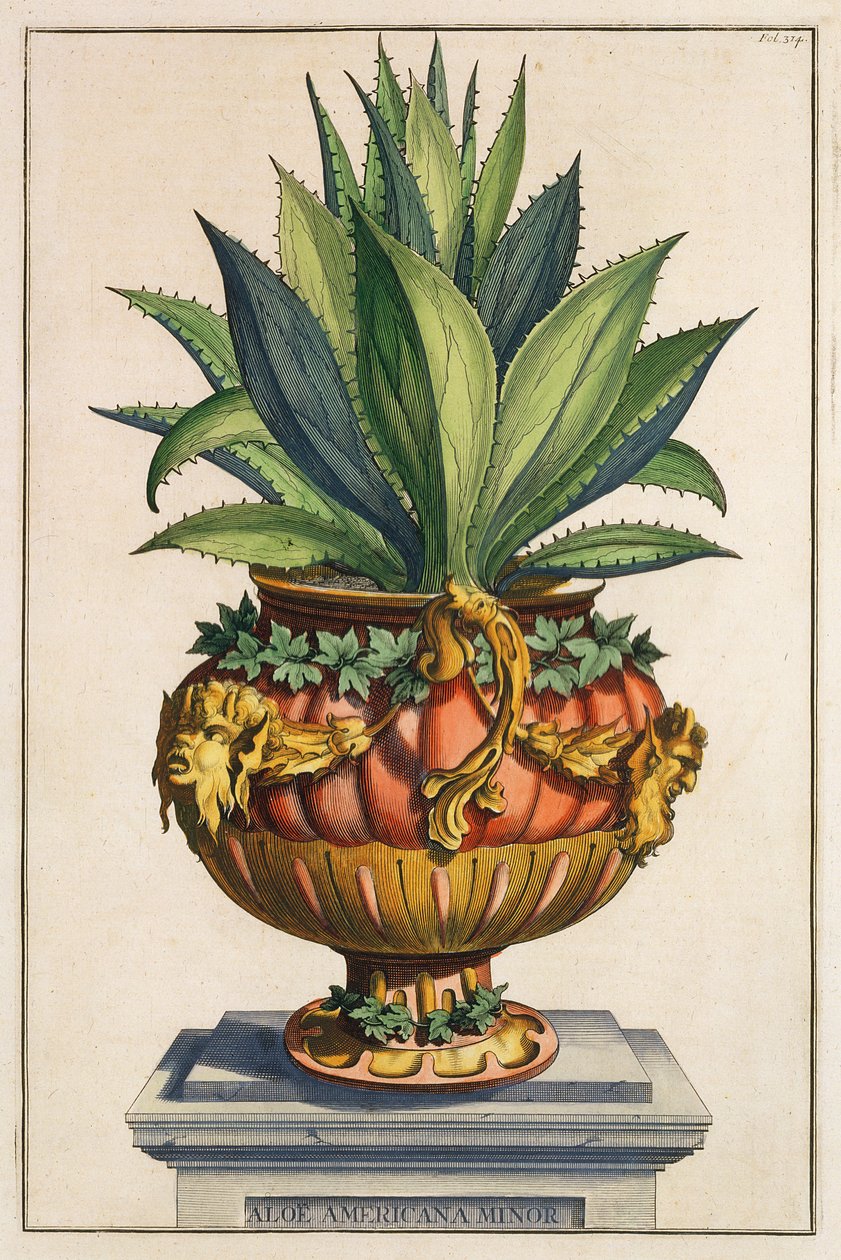 Aloe Americana Minor, julkaisusta "Phytographia Curiosa", julkaistu 1702. tekijältä Abraham Munting
