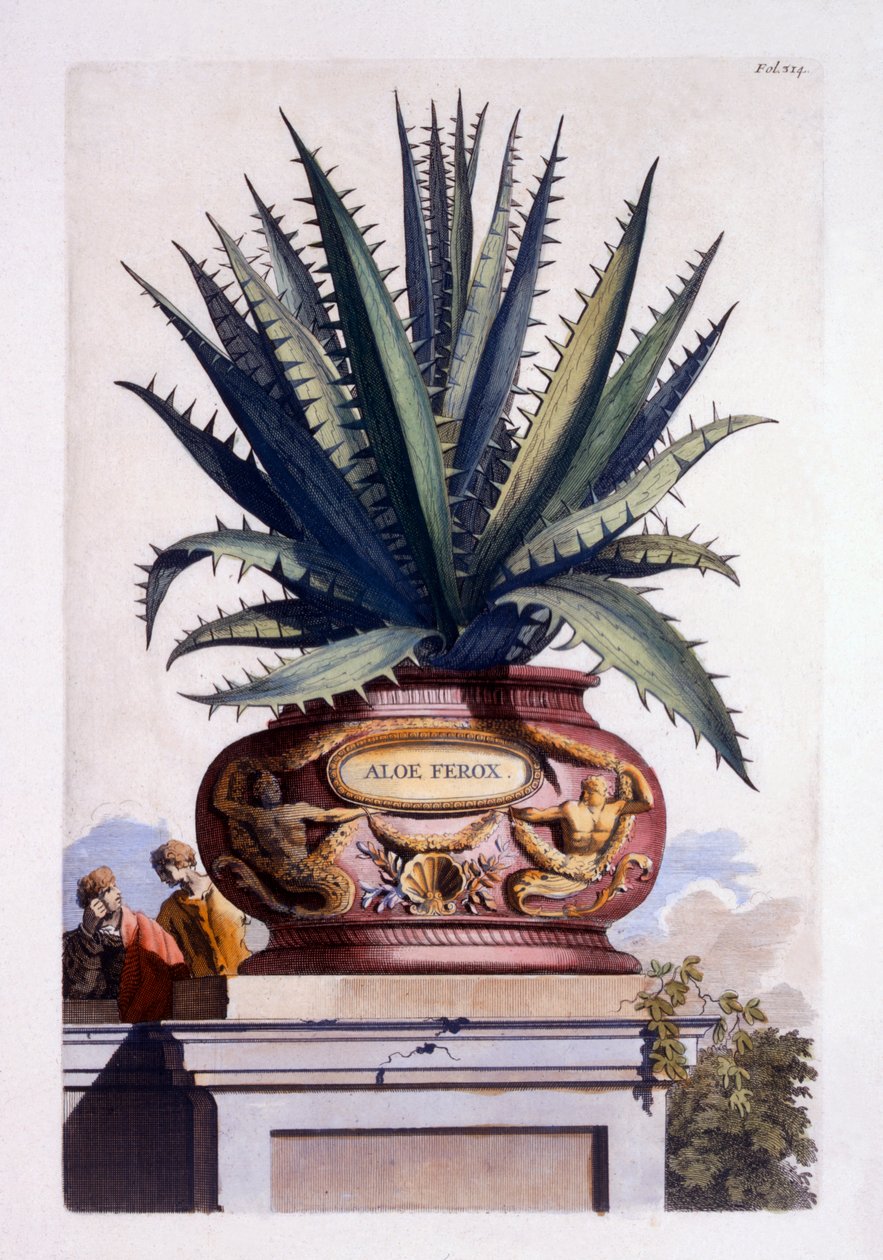 Aloe Ferox, kirjasta "Phytographia Curiosa", julkaistu 1702 tekijältä Abraham Munting