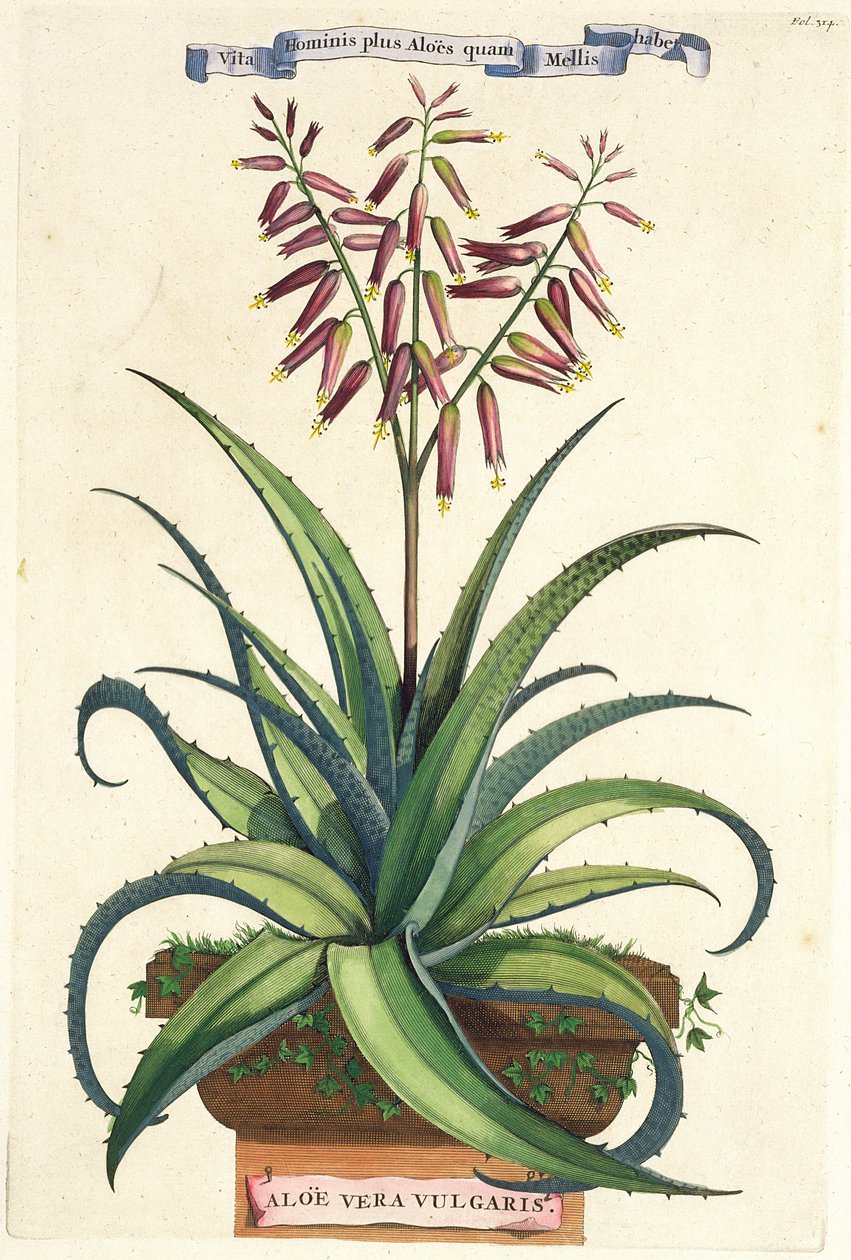 Aloe Vera Vulgaris, kirjasta "Phytographia Curiosa", julkaistu 1702 tekijältä Abraham Munting