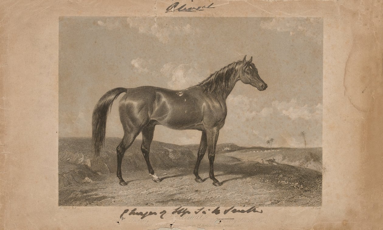 Aliwal, Sir Harry Smithin omaisuus, Bart (litografia) tekijältä Abraham (after) Cooper