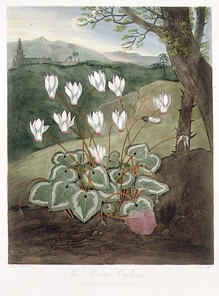 Persialainen syklaami, Elmesin kaiverrus, Robert Thorntonin Floran temppelistä, pub. 1804 (väri litho) tekijältä Abraham (after) Pether
