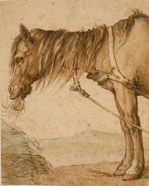 PD.159-1963 Hevonen syö heinää, n. 1600-10 (kynä ja muste, pesu) tekijältä Abraham Bloemaert
