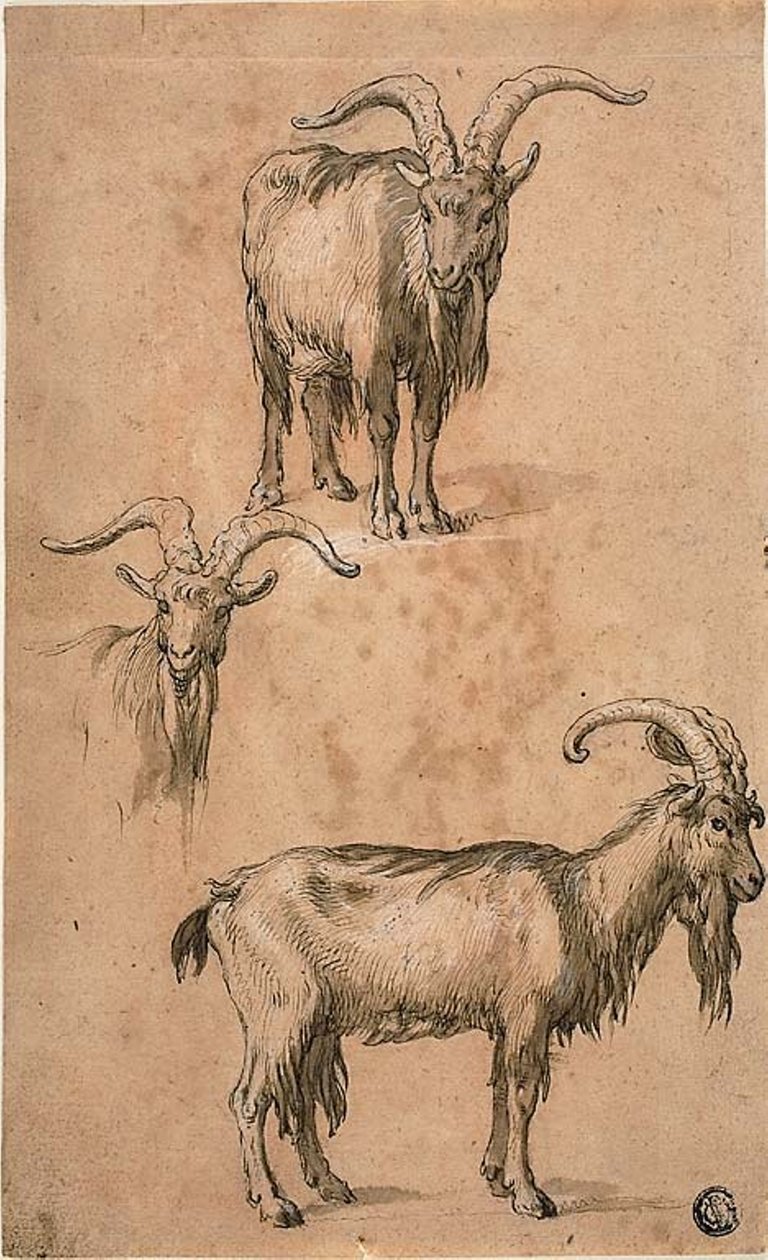 Kolme luonnosta vuohen (recto) verhosta seisovasta naishahmosta (verso) tekijältä Abraham Bloemaert