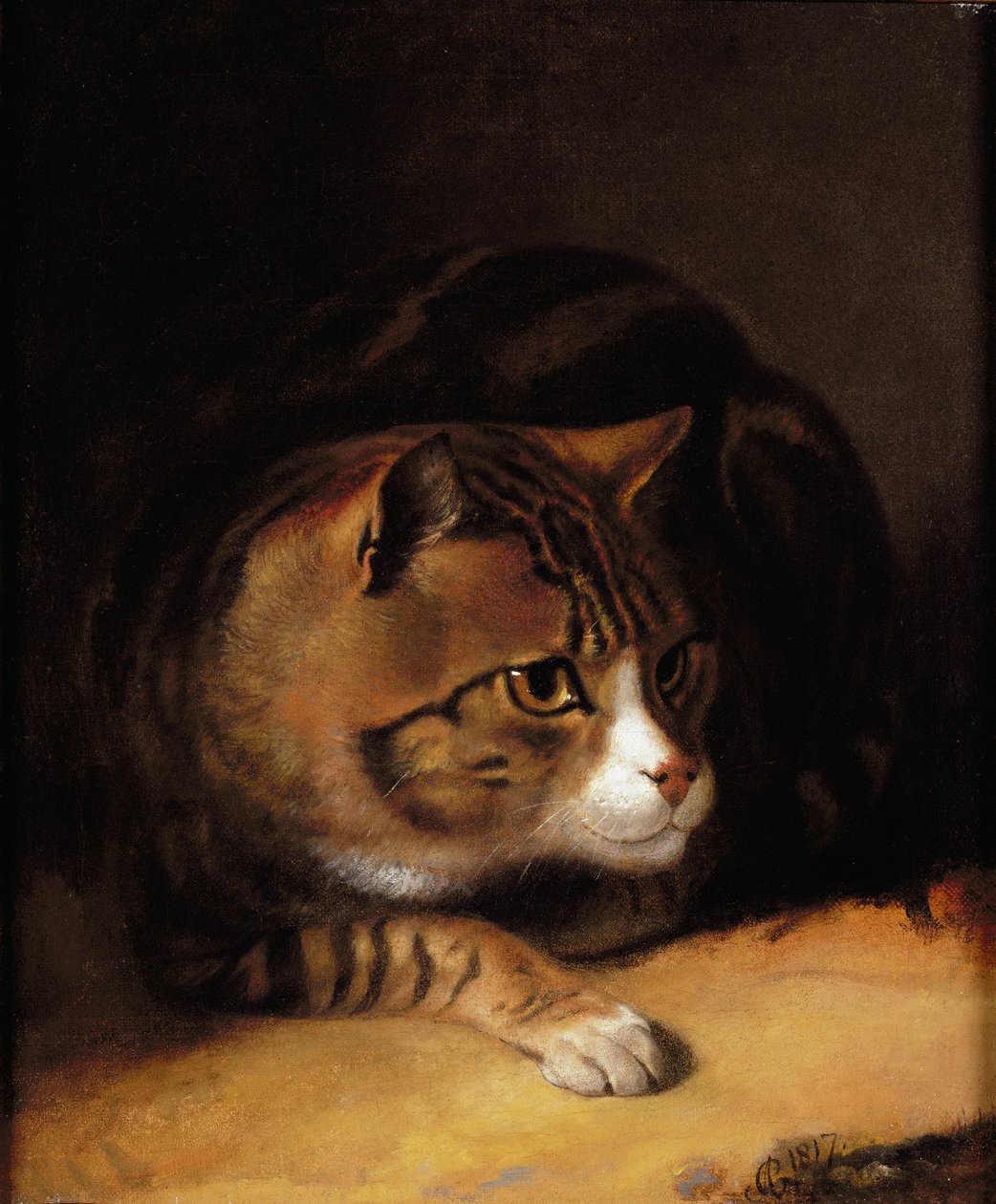 Tabby Cat tekijältä Abraham Cooper