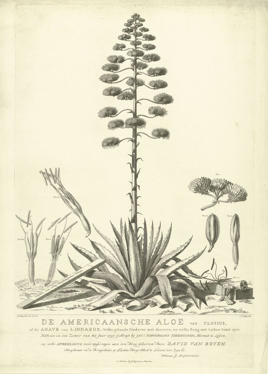 Kukkiva amerikkalainen aloe, 1757 Clusiuksen amerikkalainen aloe tai Linnaeuksen agave (...) Kukkii vuoden kesällä 1757, kirjoittanut Jac: Schuurmans Stkehooven, Leidenin kukkakauppias (otsikko esineessä) tekijältä Abraham Delfos