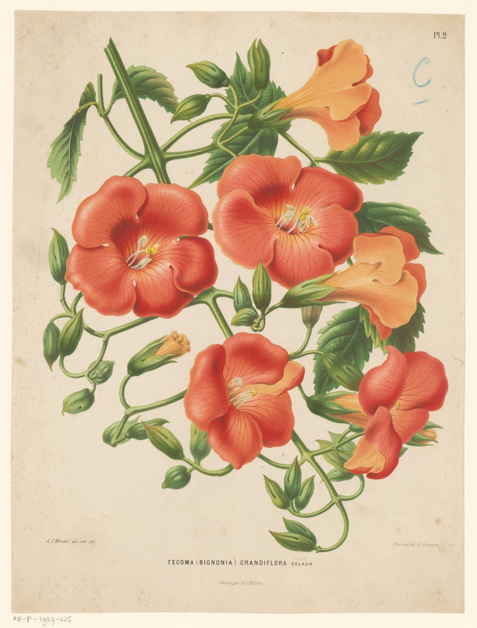 Bignonia Tecoma (bignonia) grandiflora (otsikko esineessä) tekijältä Abraham Jacobus Wendel
