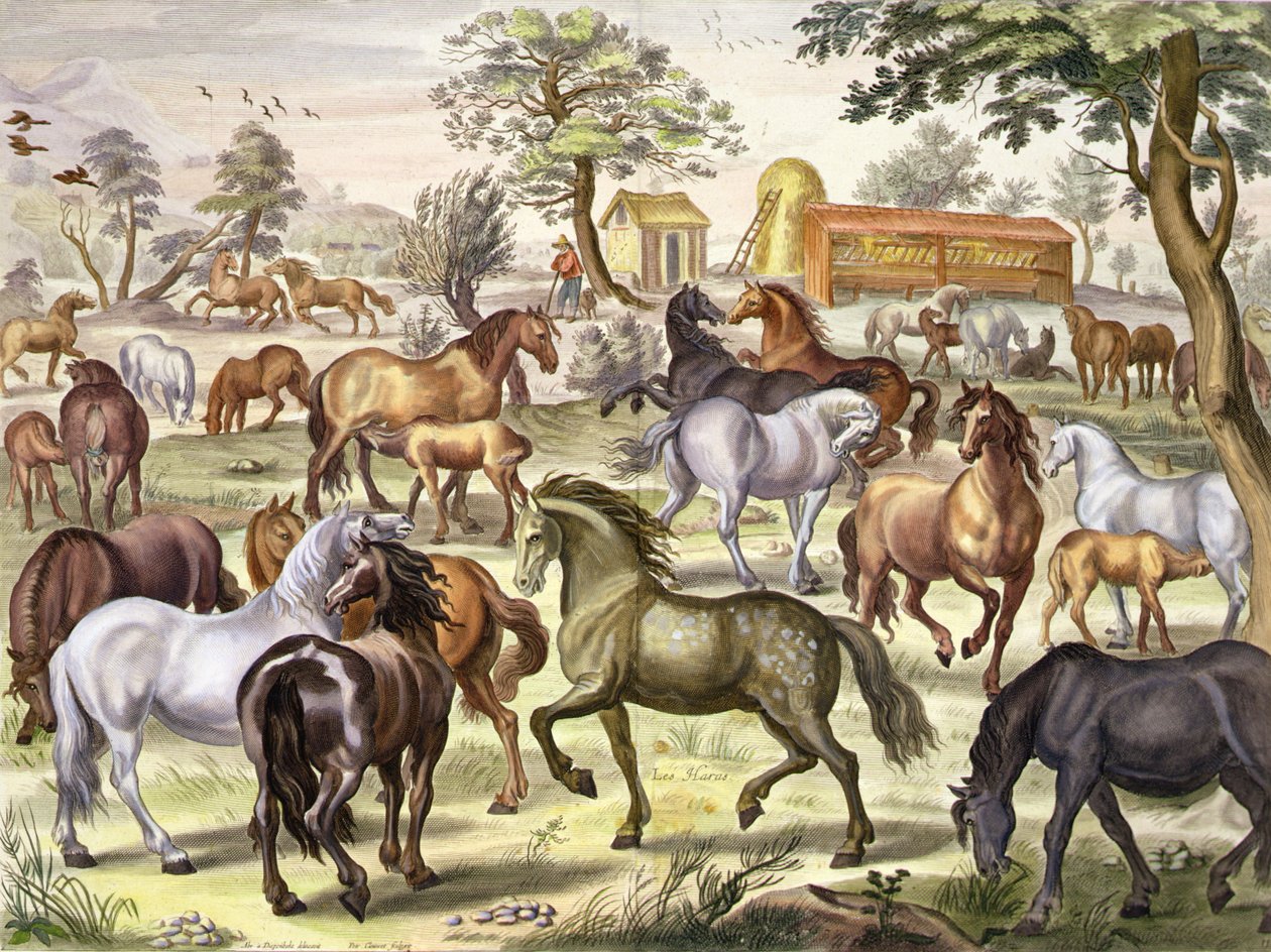 Vapaasti juoksevat hevoset, levy 11 William Cavendishin (1592-1676) Newcastlen markiisin teoksesta "The Method and New Invention of Dressing Horses", kaiverrus Petrus Clouwet (1629-70) 1657 (akvatinta) tekijältä Abraham Jansz. van (after) Diepenbeeck