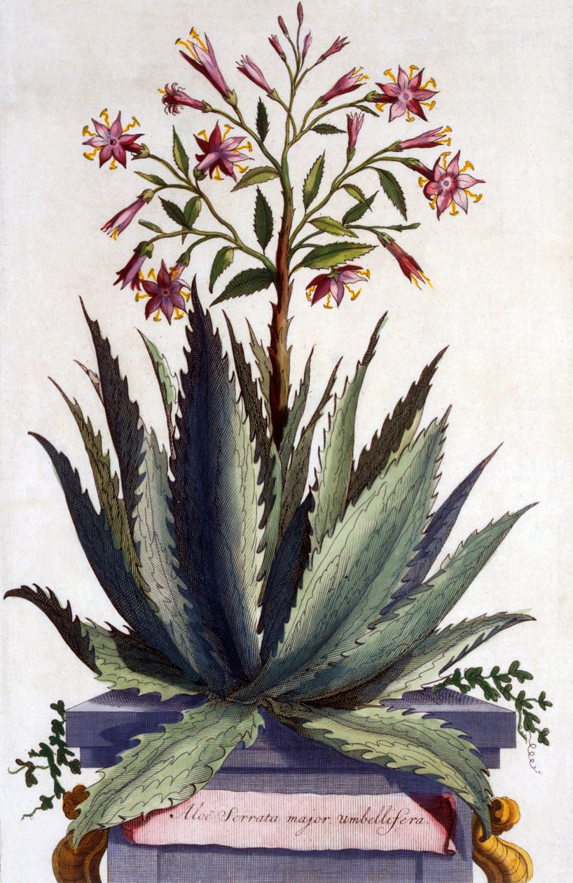 Aloe Serrata major umbellifera, kirjasta "Phytographia Curiosa", julkaistu 1702 tekijältä Abraham Munting