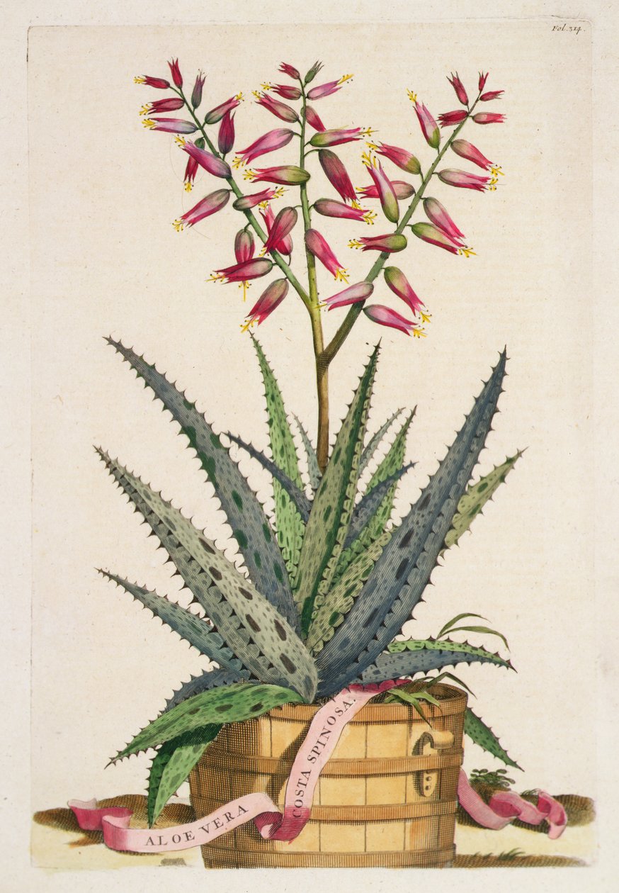 Aloe Vera Costa Spinosa, kirjasta "Phytographia Curiosa", julkaistu 1702 (värinen kaiverrus) tekijältä Abraham Munting