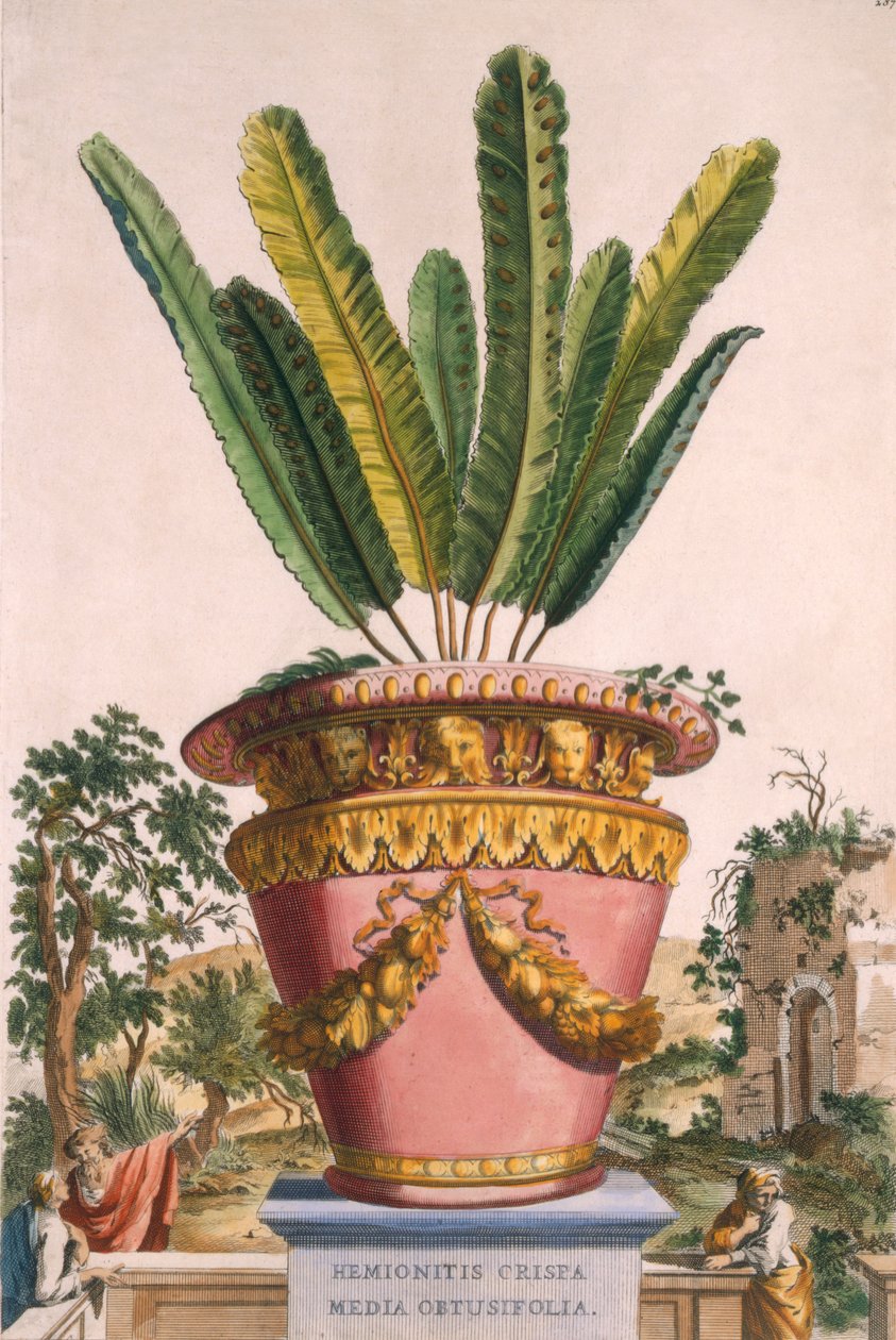 Hemionitis Crispa Media Obtusifolia, 