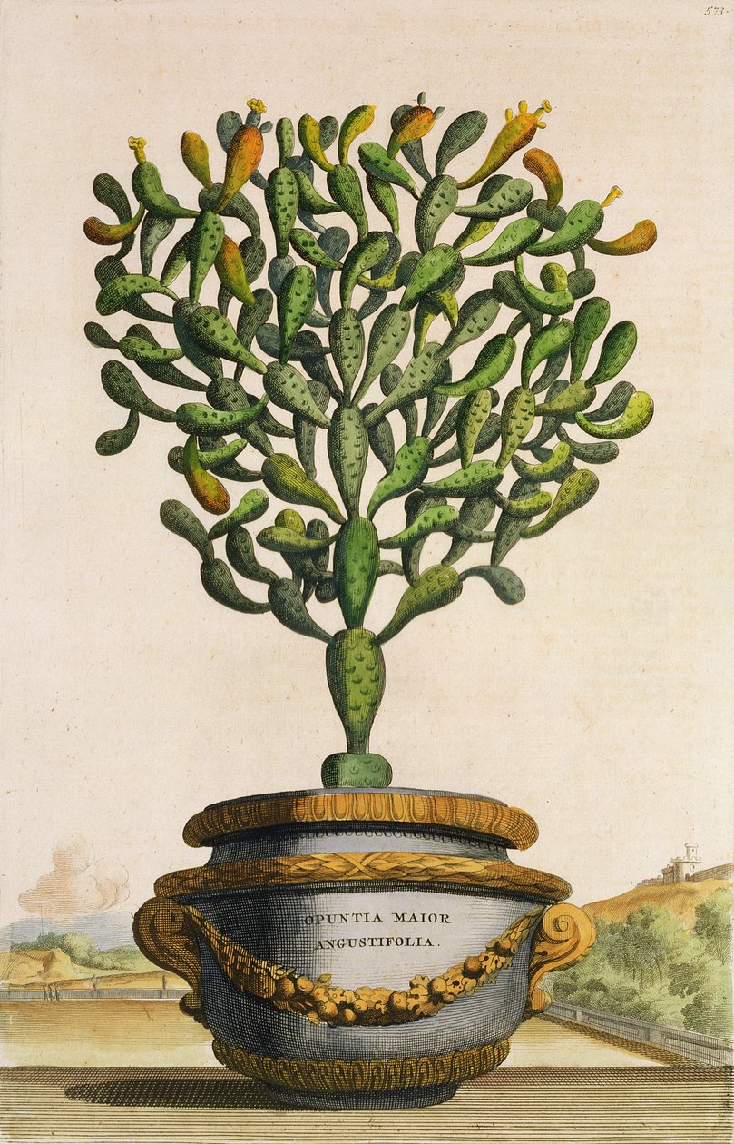 Opuntia Maior Augustifolia, Phytographia Curiosasta, julkaistu 1702 tekijältä Abraham Munting