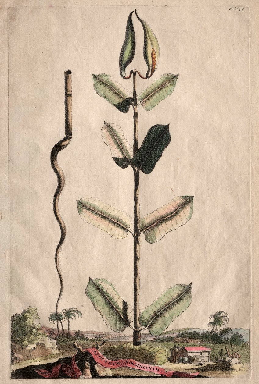Utelias fytografia: Apocynum Virginianum tekijältä Abraham Munting