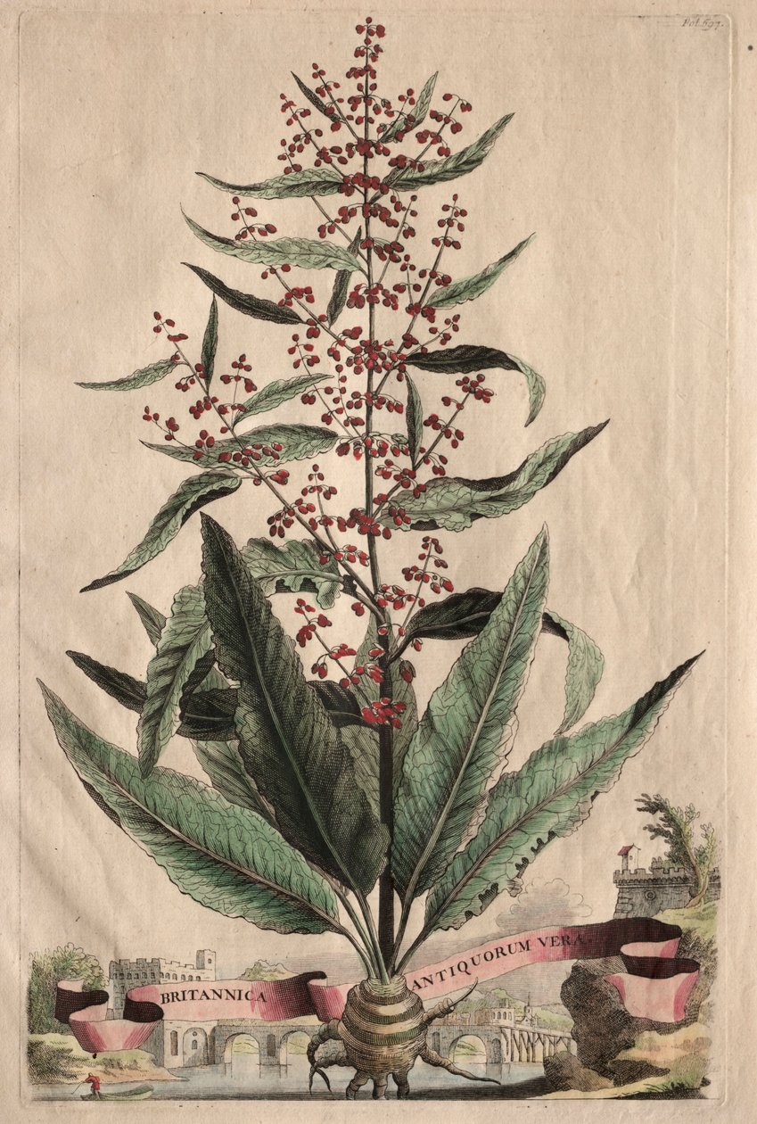 Utelias fytografia tekijältä Abraham Munting