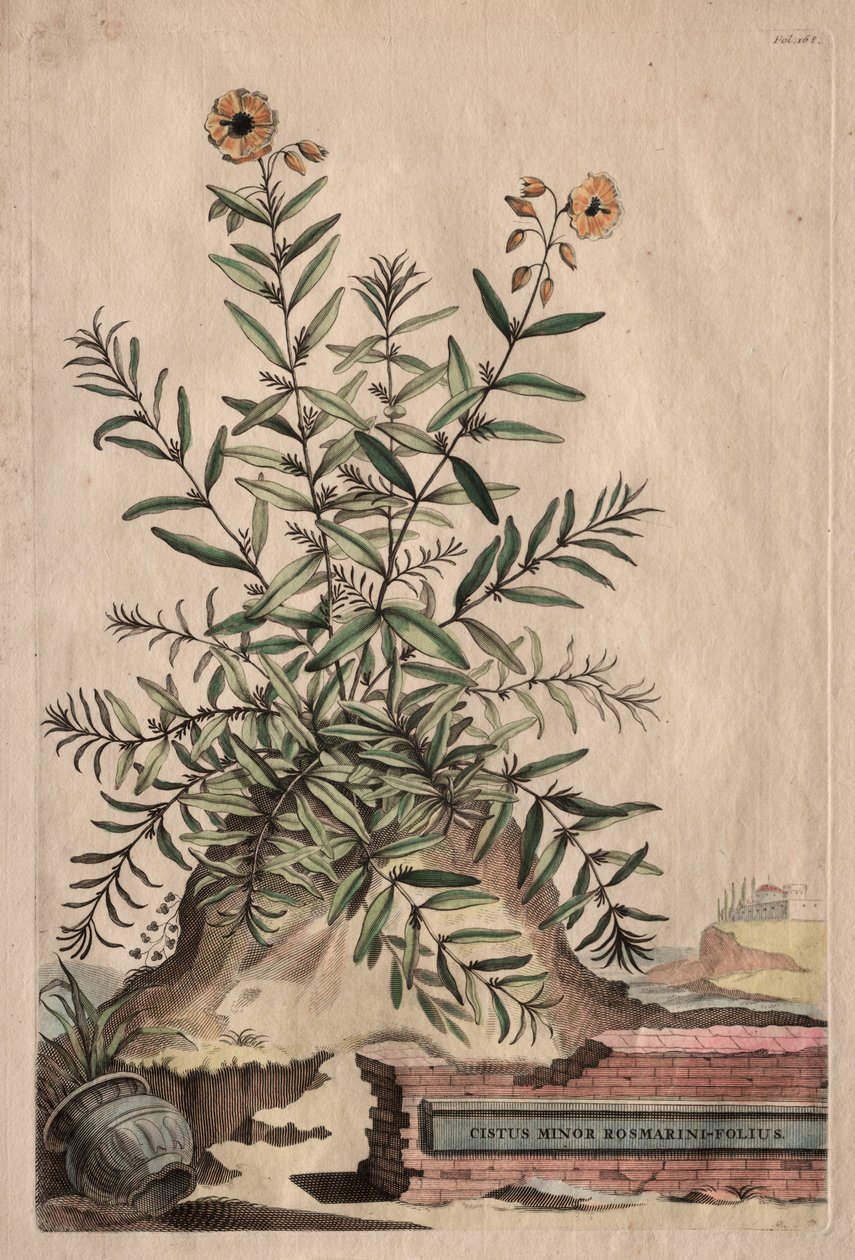 Utelias fysiikka: Cistus Minor Rosemary-Leaf tekijältä Abraham Munting
