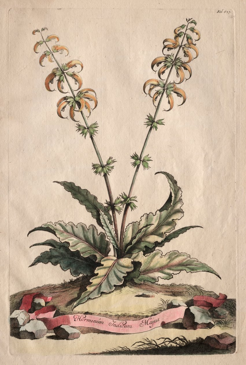 Phytographia Curiosa: Intian suurhorminus tekijältä Abraham Munting