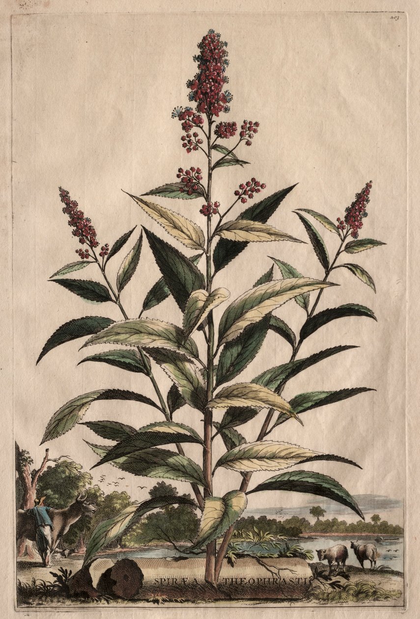 Curious Phytographia: Spiraea Theophrastus tekijältä Abraham Munting
