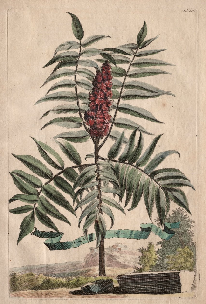 Phytographia Curiosa: Sumach Arbor tekijältä Abraham Munting