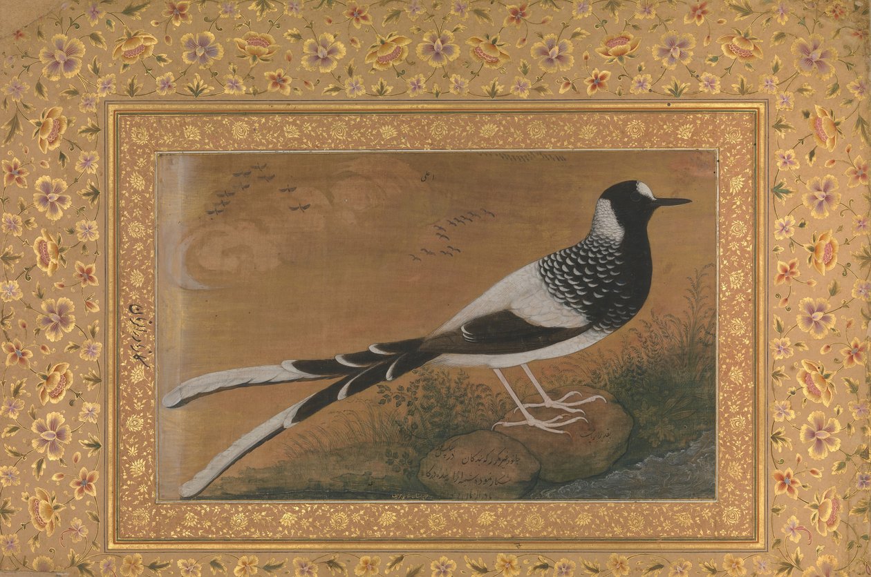 Spotted Forktail, Folio Shah Jahan -albumista, rekto: n. 1610-15, verso n. 1540. tekijältä Abu al Hasan