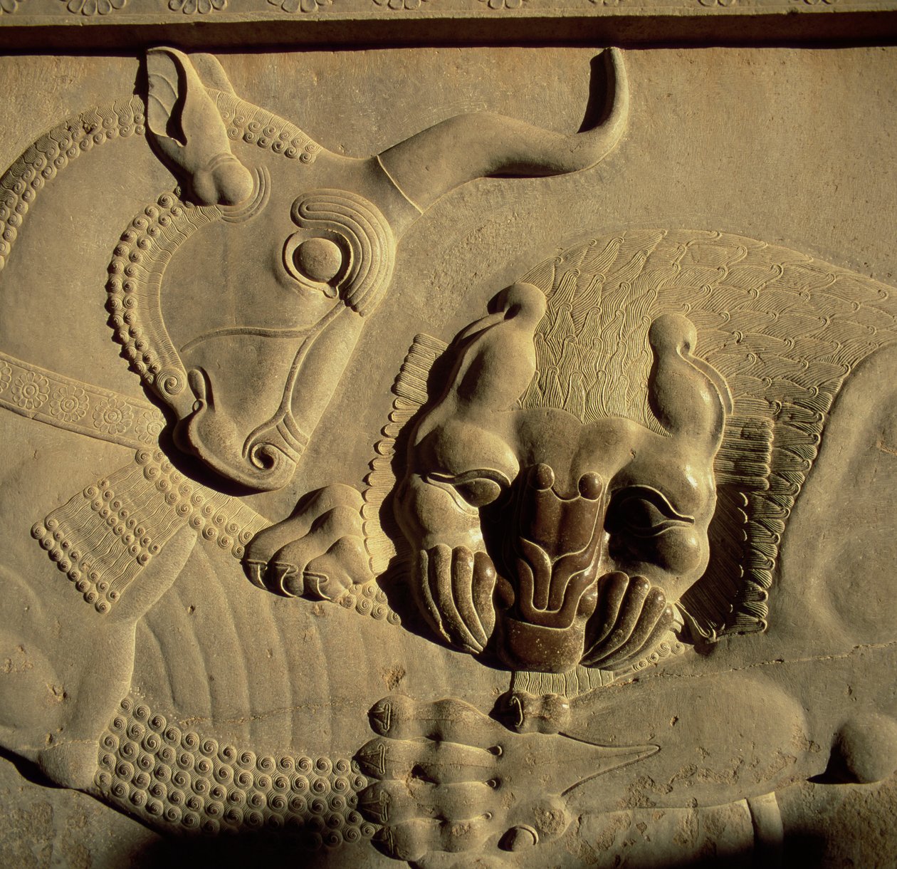 Raivokas leijona hyökkäämässä härän kimppuun, helpotus Tripylonin pohjoisen portaiden julkisivusta, 500-480 eaa. tekijältä Achaemenid