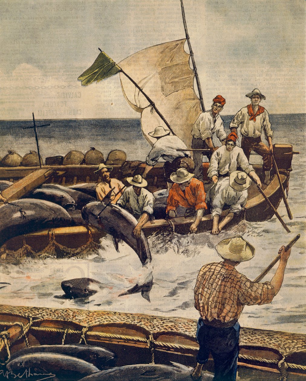Achille Beltramen (1871-1945) poikkeuksellinen tonnikalan kalastus Piana Islandilla Sardiniassa La Domenica del Corrieresta, 30. kesäkuuta 1900 tekijältä Achille Beltrame
