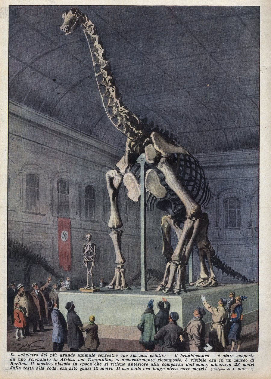 Asennus museossa Berliinissä, Saksassa brakiosauruksen luurangosta, jonka tutkija löysi Afrikasta. Kuva Achilles Beltramesta teoksessa "La domenica del corriere" 12.12.1937 tekijältä Achille Beltrame