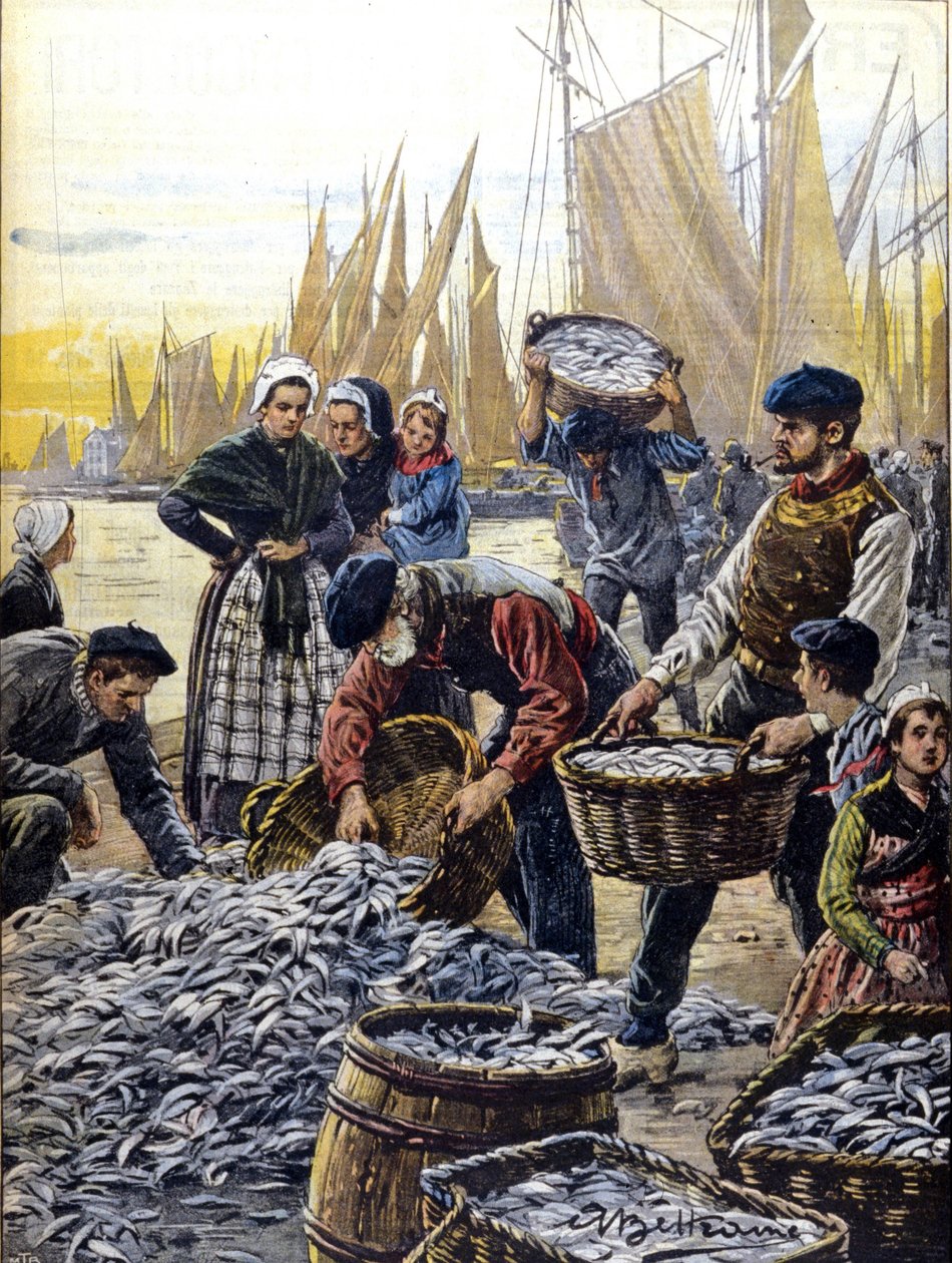 Sardiinin kalastus Bretagnen 1903 kuvitus: Achille Beltrame tekijältä Achille Beltrame
